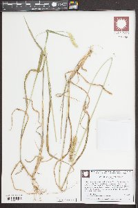 Setaria pumila image