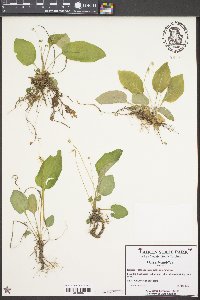 Viola primulifolia image