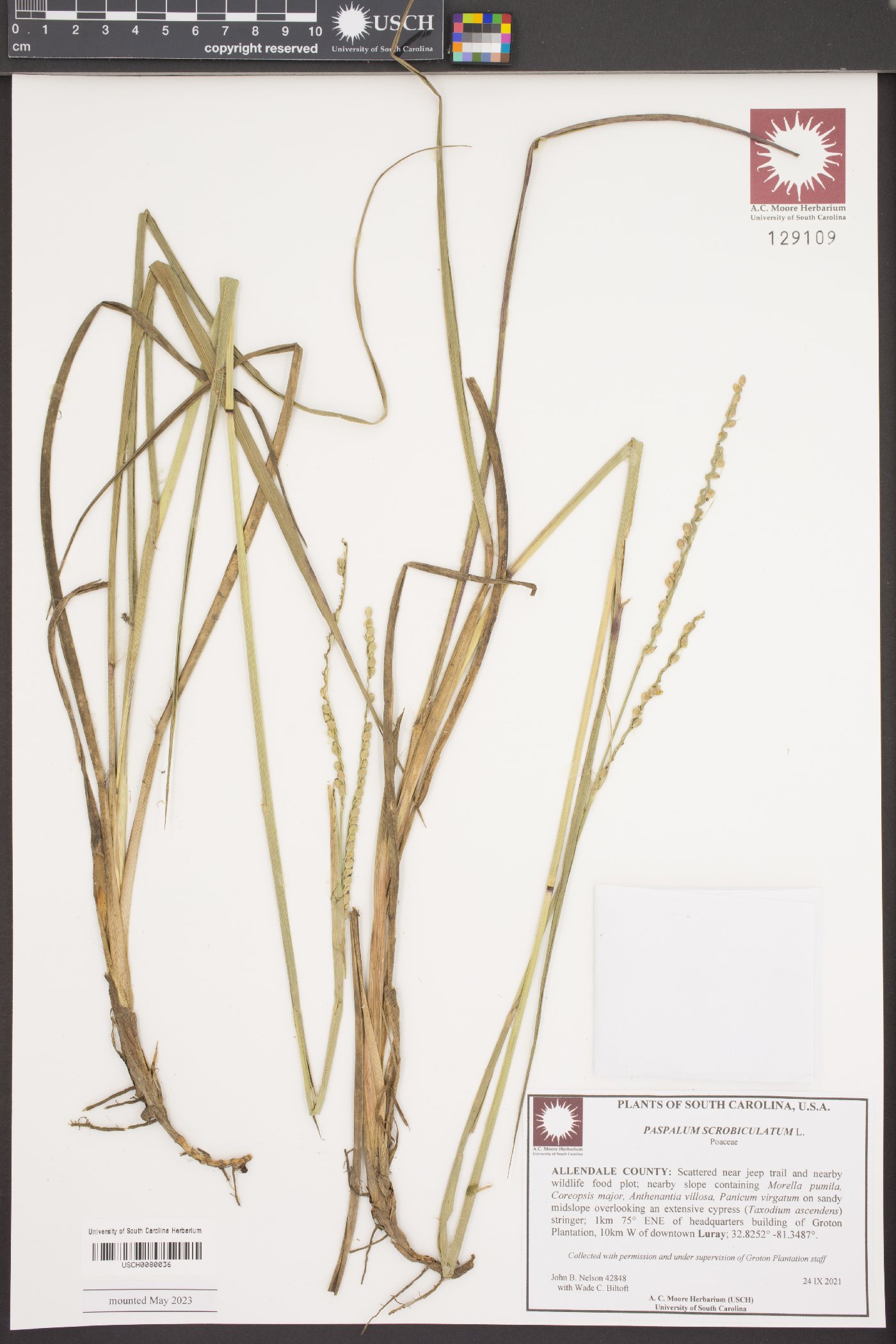 Paspalum scrobiculatum image