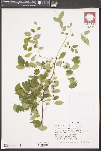 Phyllanthus flexuosus image