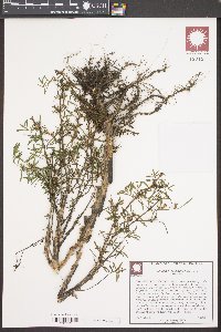 Ludwigia linearis image