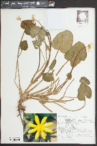 Ficaria verna subsp. ficariiformis image