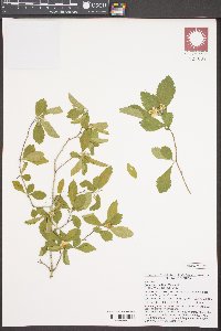 Crataegus uniflora image