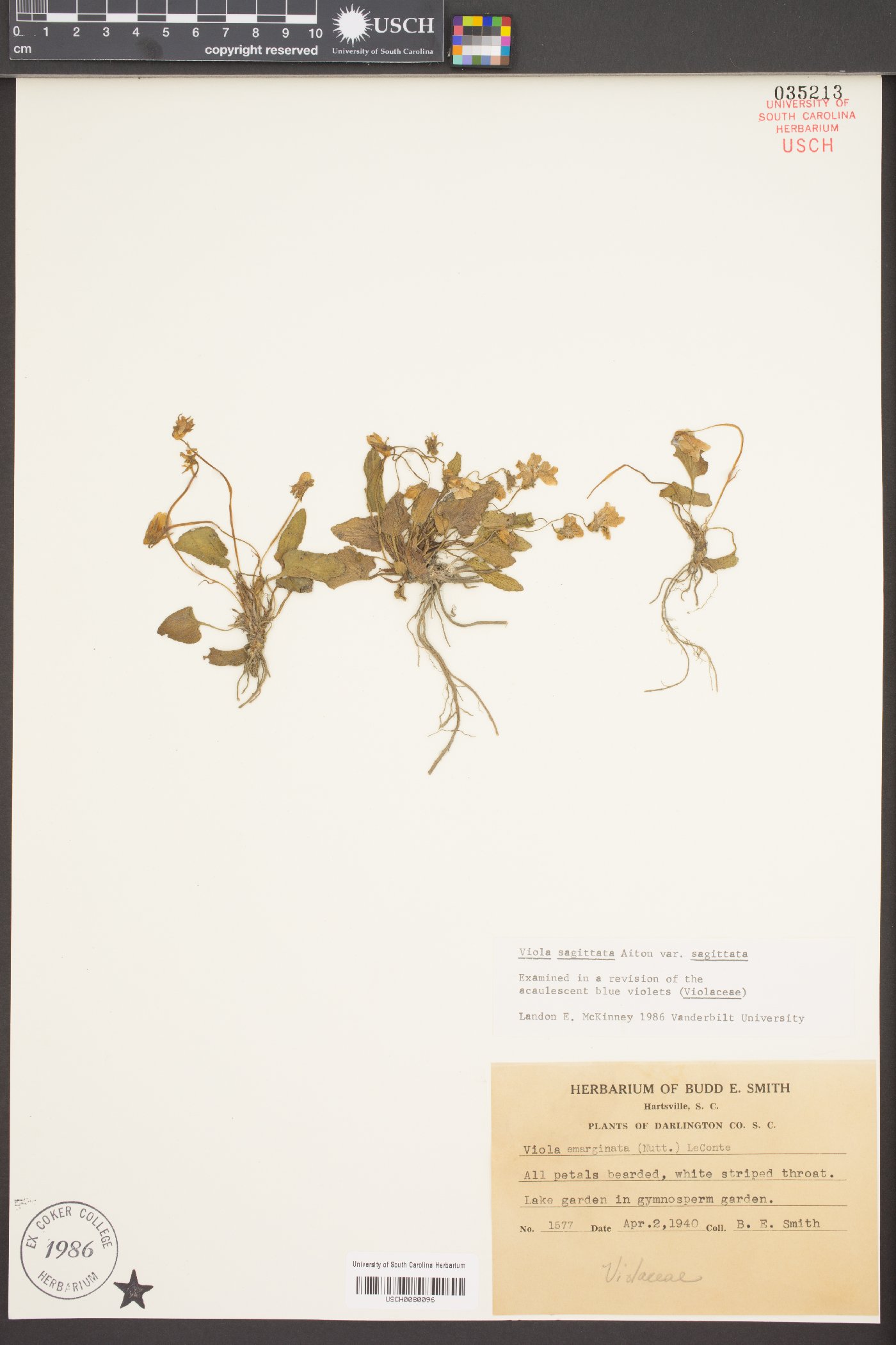 Viola sagittata var. sagittata image