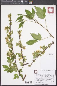 Rubus argutus image