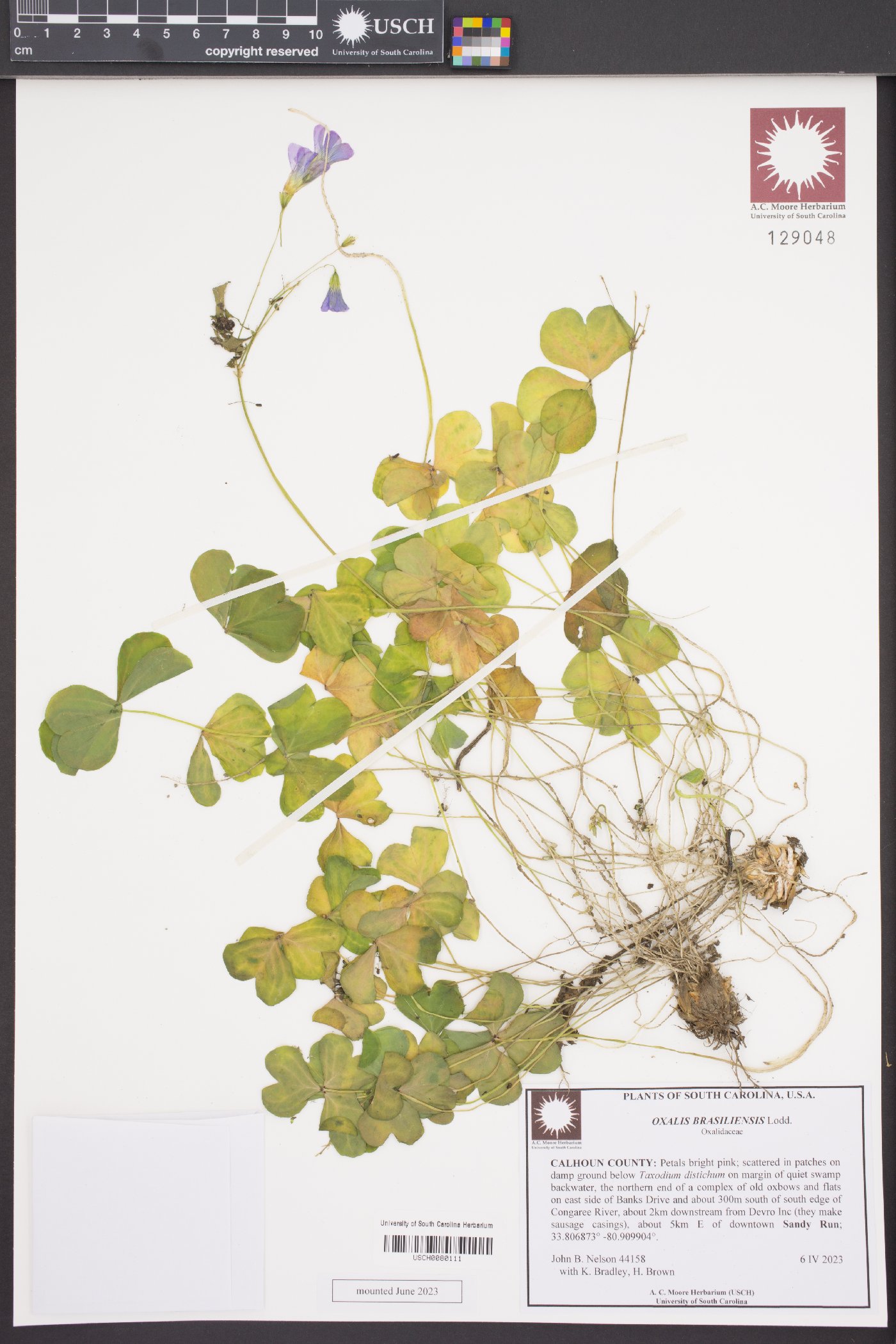 Oxalis brasiliensis image