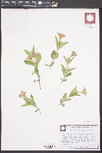 Ruellia caroliniensis image