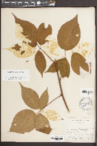 Rubus canadensis image