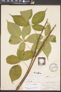 Rubus canadensis image