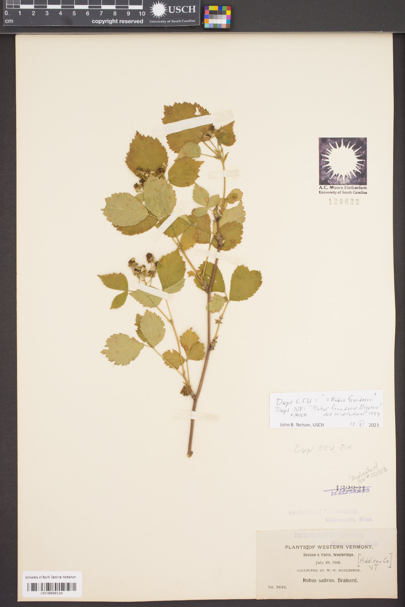 Rubus sativus image