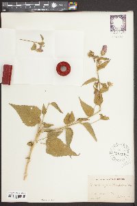 Kosteletzkya althaeifolia image