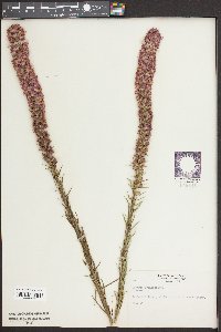 Liatris pycnostachya image