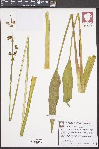 Sagittaria lancifolia image