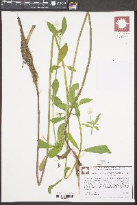 Alternanthera philoxeroides image