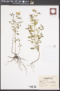 Rhexia parviflora image