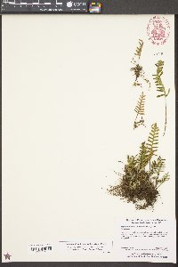 Pleopeltis polypodioides subsp. michauxiana image