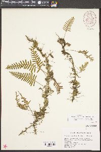 Polypodium polypodioides image