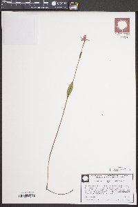 Pogonia ophioglossoides image