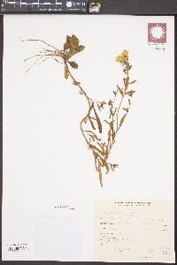 Oenothera perennis image