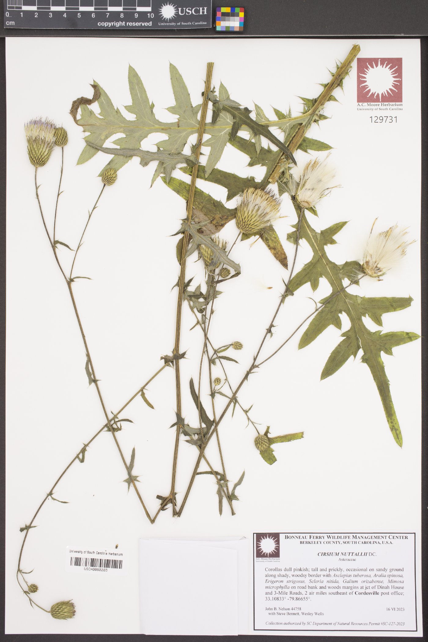 Cirsium nuttalii image