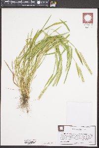 Hordeum pusillum image