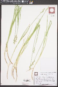 Carex festucacea image