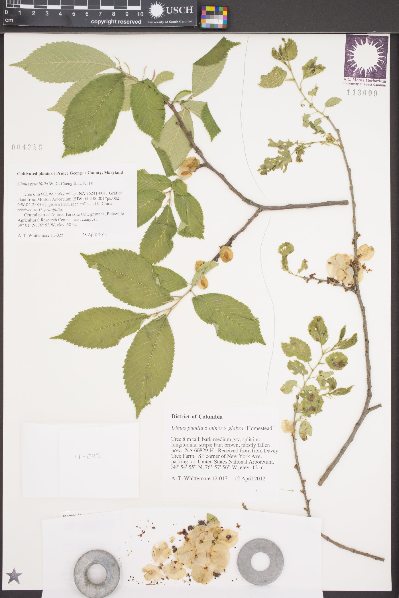 Ulmus prunifolia image