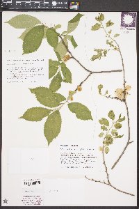 Image of Ulmus prunifolia