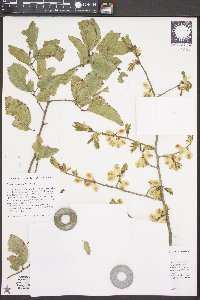 Ulmus szechuanica image