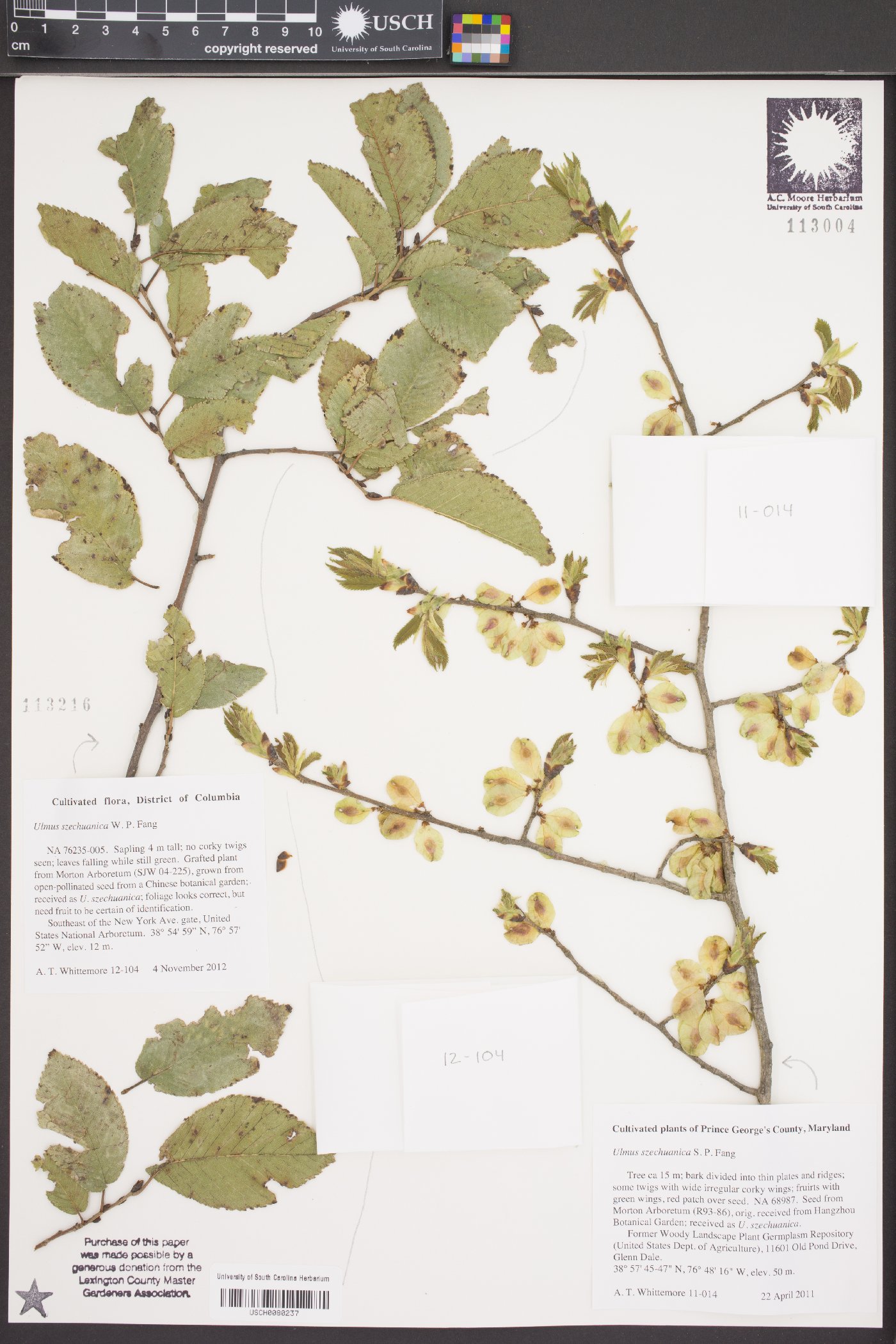 Ulmus szechuanica image