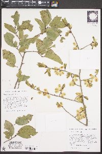 Ulmus szechuanica image