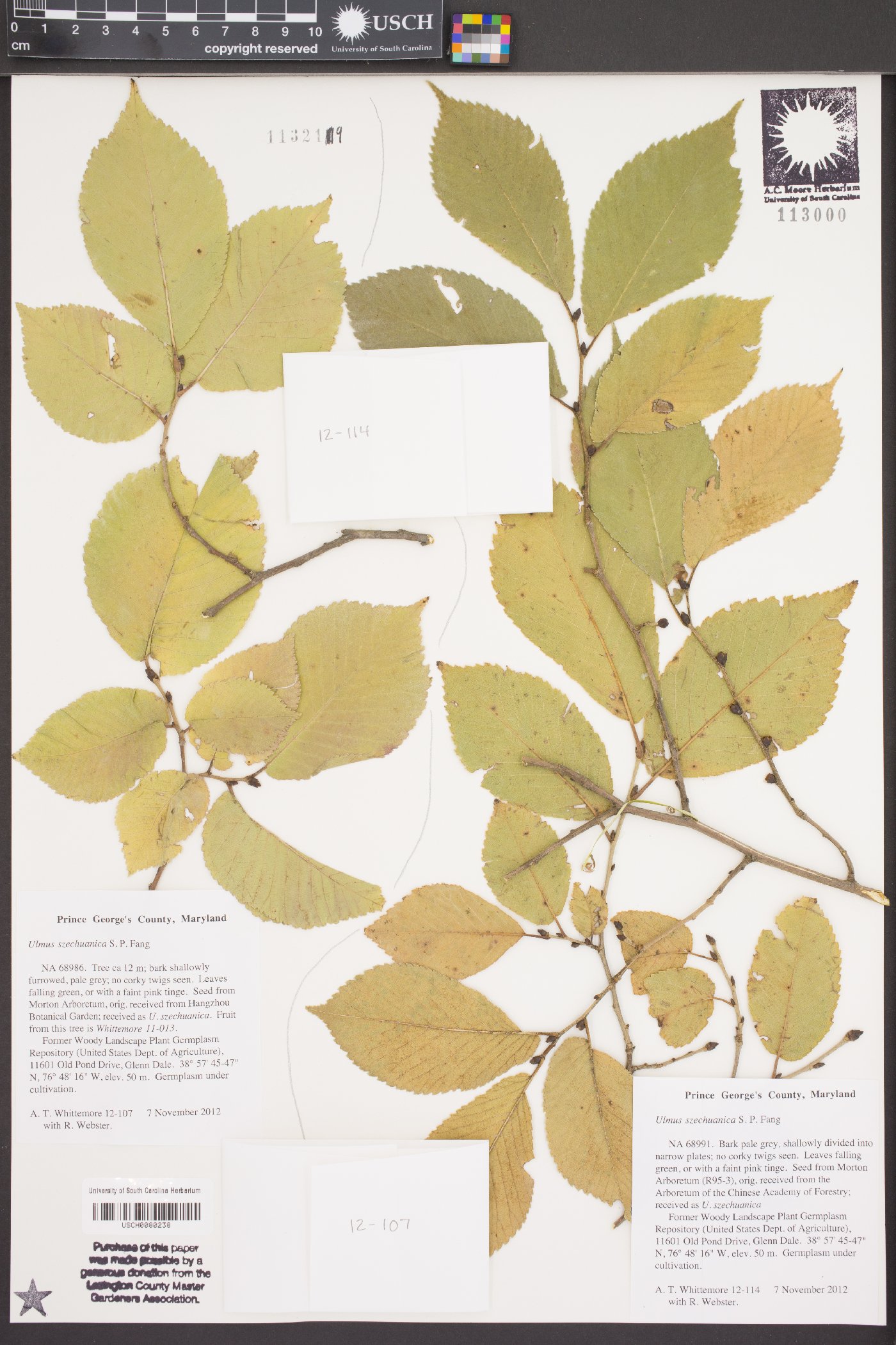 Ulmus szechuanica image