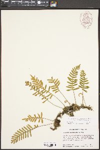 Polypodium polypodioides image