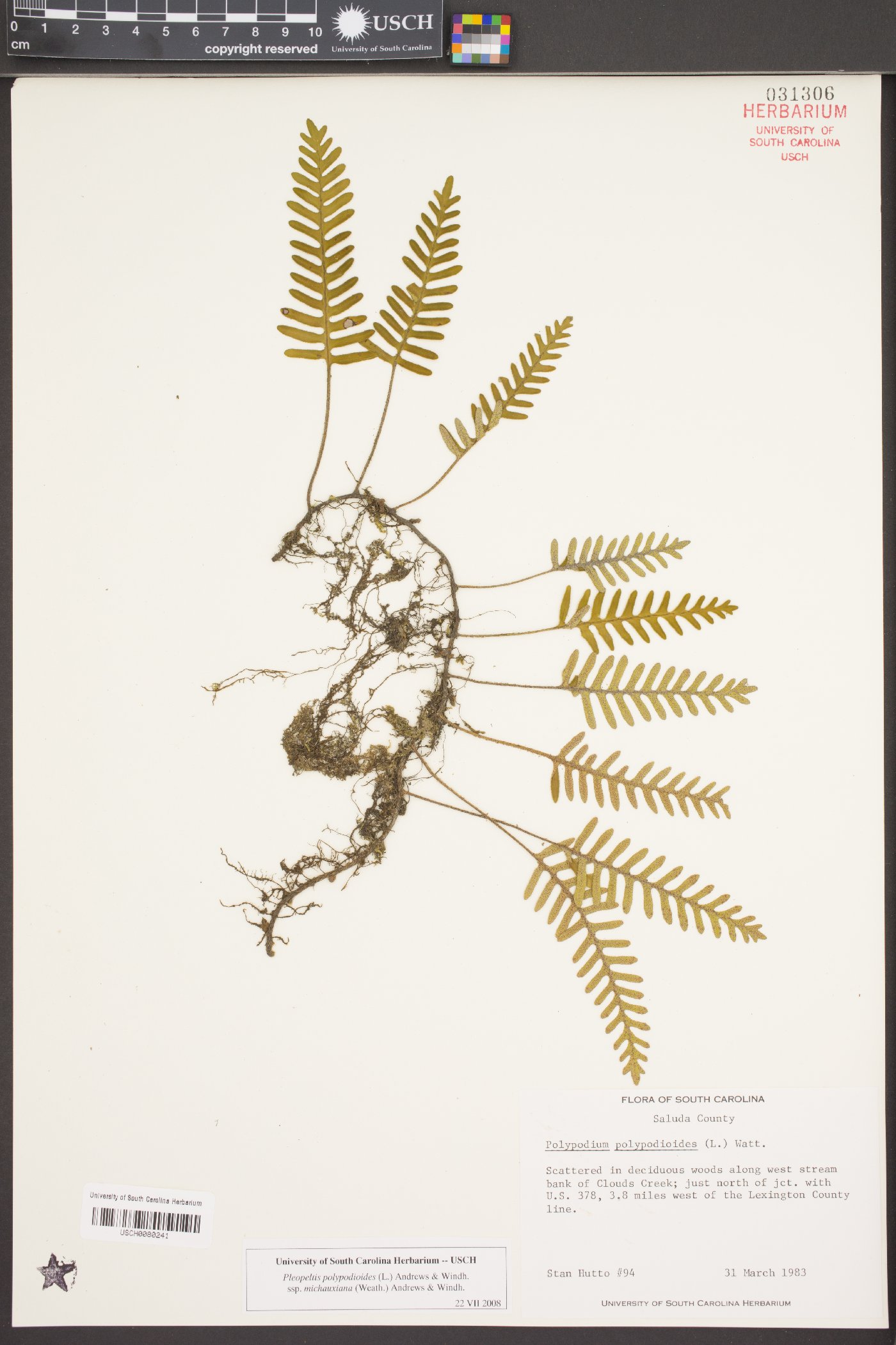 Pleopeltis polypodioides subsp. michauxiana image