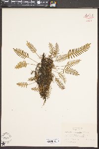 Polypodium polypodioides image