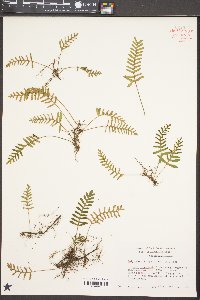 Polypodium polypodioides image