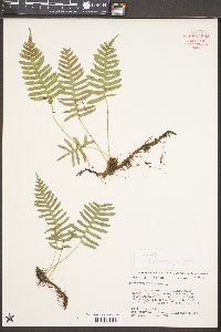 Polypodium appalachianum image