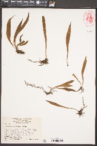 Polypodium dictyopteris image