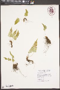 Polypodium hesperium image