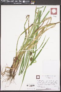 Carex grayi image