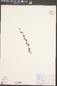 Ulmus parvifolia image