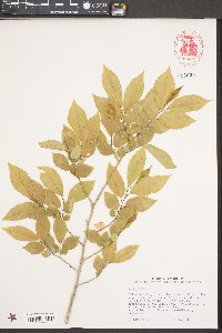 Ulmus pumila image