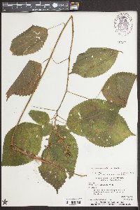 Laportea canadensis image