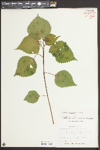 Laportea canadensis image