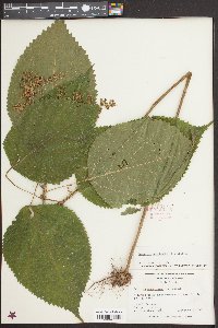 Laportea canadensis image