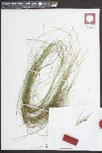 Carex seorsa image