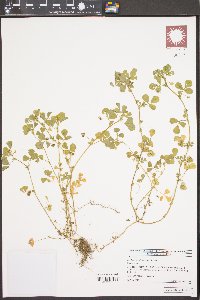 Medicago polymorpha image