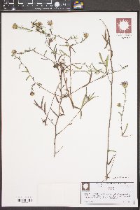Symphyotrichum novi-belgii image