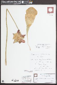 Sarracenia purpurea image