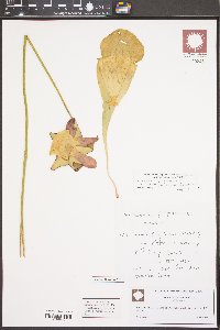 Sarracenia purpurea image